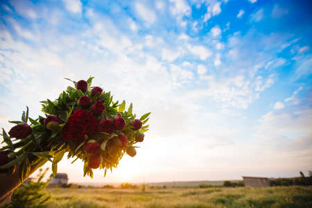 Bouquet of red peonies.の写真素材