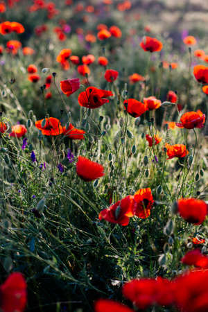 Red poppy in the field.の写真素材