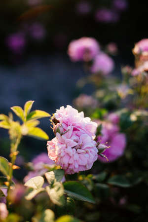 Tea Rose Field.の写真素材