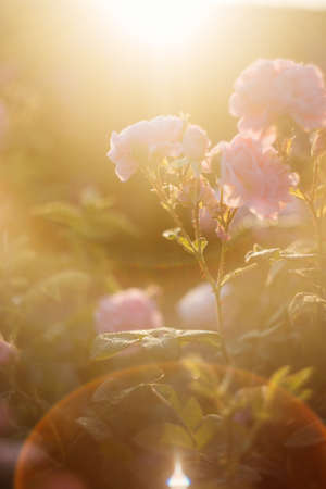 Tea Rose Field.の写真素材