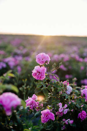 Beautiful bush of pink roses in a spring garden. Flower field. Field of tea rose. Rose garden.の写真素材