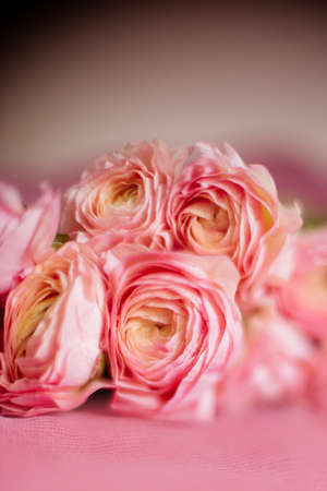 Living coral ranunculus flowers.の写真素材