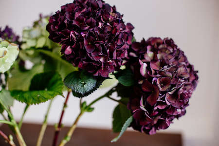 Beautiful hydrangea in a vase.の写真素材