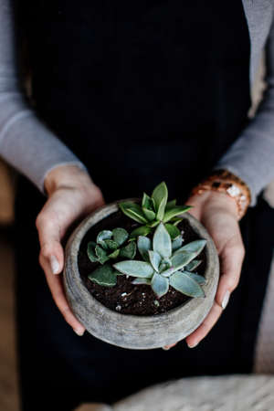 Tiny succulents in concrete pot.の写真素材