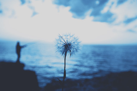 Dandelion on sunset blue background.