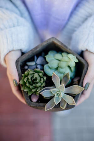 Tiny succulents in concrete pot over old wooden background. Scandinavian style interior decoration.の写真素材