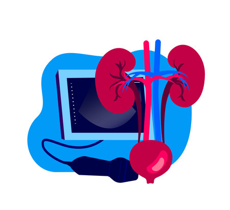 Nephrology Ultrasound Sonography, Examine Diagnosing, Consultation Pancreas, Patient Kidney, Renal,...