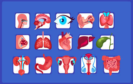 Bright Human Healthy Organs Set.Vector Illustration Icon Design.Isolated on Blue Background.Throat, Pharynx, Heart, Liver, Guts, Stomach, Lungs, Kidneys, Intestine, Uterus, Womb Organs.Viscera Human Anatomyのイラスト素材