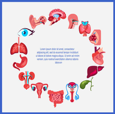 Bright Human Healthy Organs Set.Vector Illustration Icon Design.Isolated on Blue Background.Throat, Pharynx, Heart, Liver, Guts, Stomach, Lungs, Kidneys, Intestine, Uterus, Womb Organs.Viscera Human Anatomyのイラスト素材