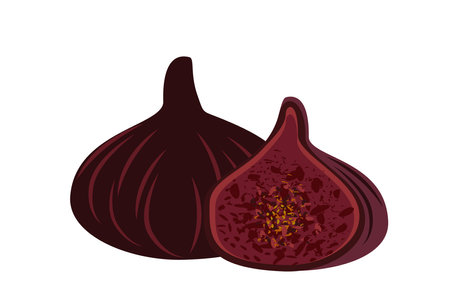 Whole fig and piece in burgundy color,cut half with juicy pulp with seeds.Fif Jam fruit.Exotic tropical purple fruits in retro style.Colored hand-drawn vector illustration isolated on white backgroundのイラスト素材