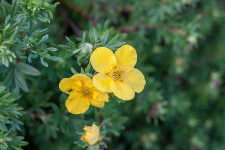 Yellow flower, green dense grass, Flowers in the grassの写真素材