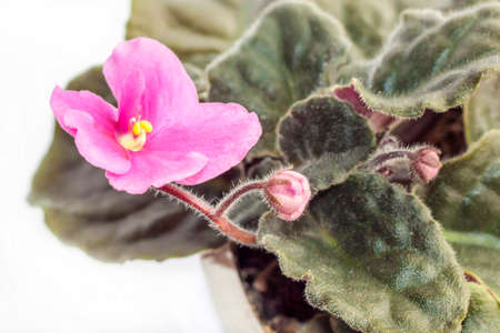 Violet flower. Pink violet in a pot. Violets.の写真素材