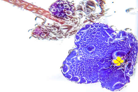 Violet in a glass of water. Flower in water bubblesの写真素材