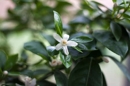 Citrus flower. Mandarin flower. Bush with flowers.の写真素材