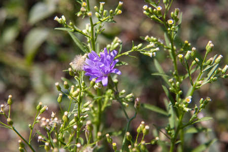 Delicate purple wildflowers. Wild flower in the fieldの写真素材
