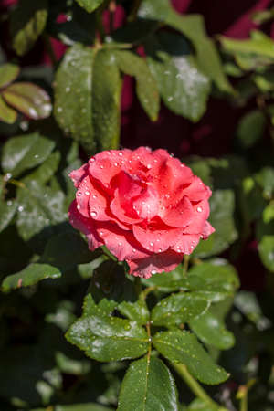 Rose after rain. The rose buds in the drops. A bed of flowers.の写真素材