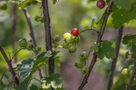 Red currant bush. It begins to Mature. Currant.の写真素材