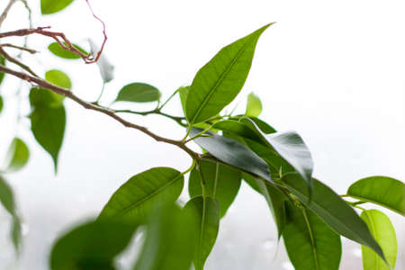 A tree branch on the windowsill. Nature. Green tree.の写真素材