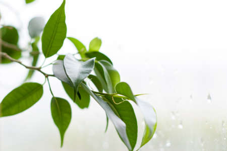 A tree branch on the windowsill. Nature. Green tree.の写真素材
