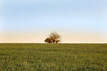 Loneliness. A tree in an empty field at sunset. Landscape.の写真素材