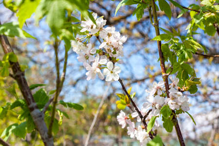 Flowering tree. Cherry blossoms. Cherry blossom. Springの写真素材