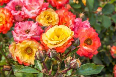 Bright roses in the garden. A bed of flowers. Yellow rose.の写真素材