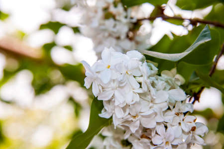 White lilac. Snow-white flowers. Flowering tree.の写真素材