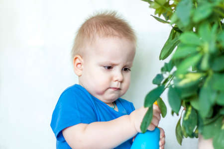 The child helps to take care of indoor plants. The boy sprays on the leaves with a bullet gun. Care of plants.の写真素材