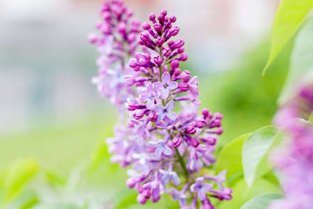 Young lilac Bush in the garden. Lilac flowers.の写真素材