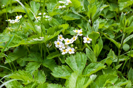 Strawberry flowers in the thick grass. The image of a blossoming strawberries. Berry flowers in a flower bed. Garden. White wild strawberry flowers. Background imageの写真素材