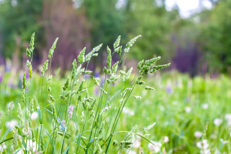 Fresh green grass background. The texture of the grass. Bright green grass. Beautiful high grass close-up.の写真素材