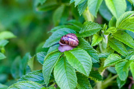 The snail glides over the green texture of the leaves. A large white clam-a snail with a light brown striped shell, crawling on a green leaf.の写真素材