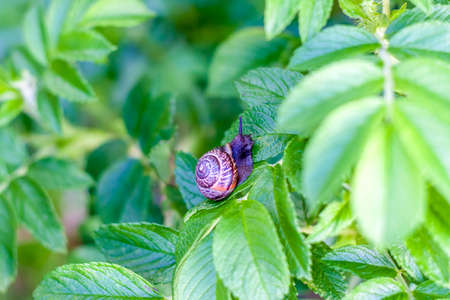 The snail glides over the green texture of the leaves. A large white clam-a snail with a light brown striped shell, crawling on a green leaf.の写真素材