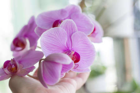 Delicate and very beautiful orchids bloom on the window in the house. Home plants in pots. Delicate lilac color.の写真素材