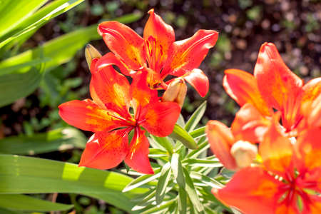 Orange Lily Bright flowers in a flower bed in the evening sun.の写真素材