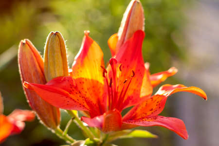 Orange Lily Bright flowers in a flower bed in the evening sun.の写真素材