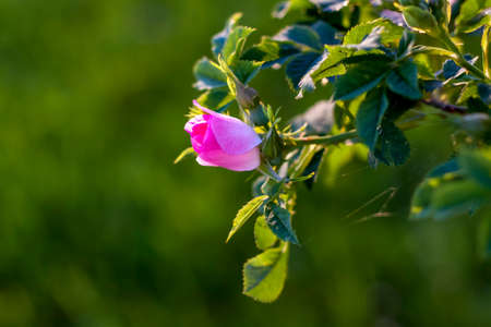 Shrub rose hips. Blooming rosehip. Green shrub with the bright colors of the wild rose. Beautiful summer background.の写真素材