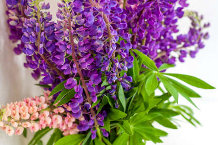Delicate lupine flowers close-up on a white background. Background for graphic works. Very bright floral background.の写真素材