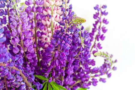 Delicate lupine flowers close-up on a white background. Background for graphic works. Very bright floral background.の写真素材