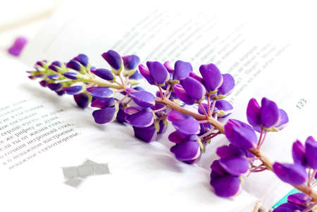 Sweet bagels and tender lupine flowers. Light composition with bright and purple flowers. A gentle and romantic morning with tea and a book. A book of poems for Breakfast.の写真素材