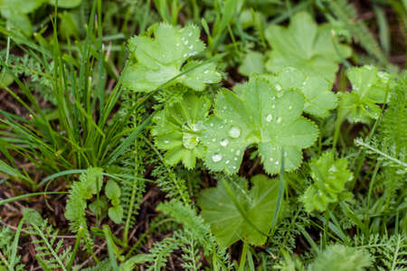 Green grass. Texture for the background. Thick summer green grass. Drops on leaves after rain. Background for creative works and presentations.の写真素材