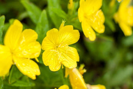 Bright yellow flowers. Summer blooming. Bright flowers in a flower bed. Floral background for creative works and presentations.の写真素材