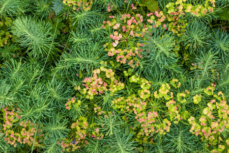 Green grass. Texture for the background. Thick summer green grass. Background for creative works and presentations.の写真素材