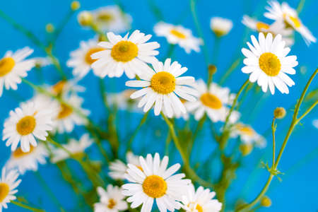 Beautiful field daisies on a blue background. A bouquet of flowers on a bright background. Wallpaper for presentation and graphic design.の写真素材