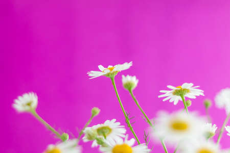 Beautiful field daisies on a pink background. A bouquet of flowers on a bright background. Wallpaper for presentation and graphic design.の写真素材