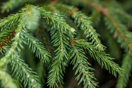 Spruce legs are decorated with raindrops. Spruce background for creative works and presentations.の写真素材