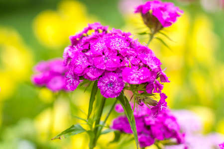 Bright purple flowers. Summer blooming. Bright flowers in a flower bed. Floral background for creative works and presentations.の写真素材