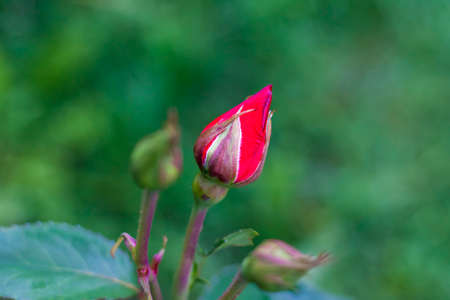 Red Bud of an unopened rose. Floral background for presentation or graphic design.の写真素材