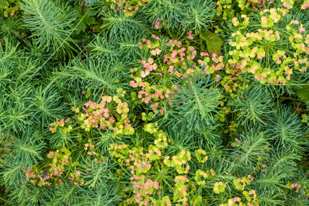 Green grass. Texture for the background. Thick summer green grass. Background for creative works and presentations.の写真素材