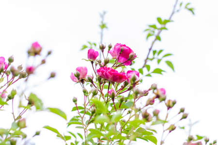 Beautiful bright shrub with rose flowers. Wicker rose. Floral background for presentation or graphic design.の写真素材